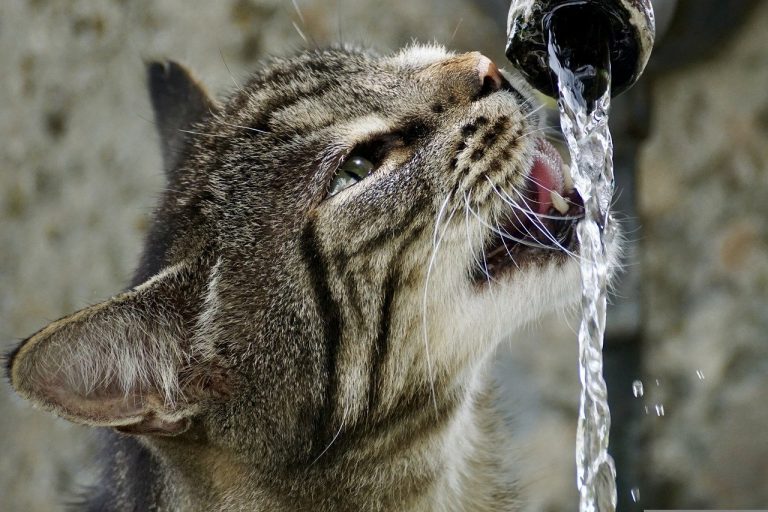 Guide pour choisir une fontaine à eau chat