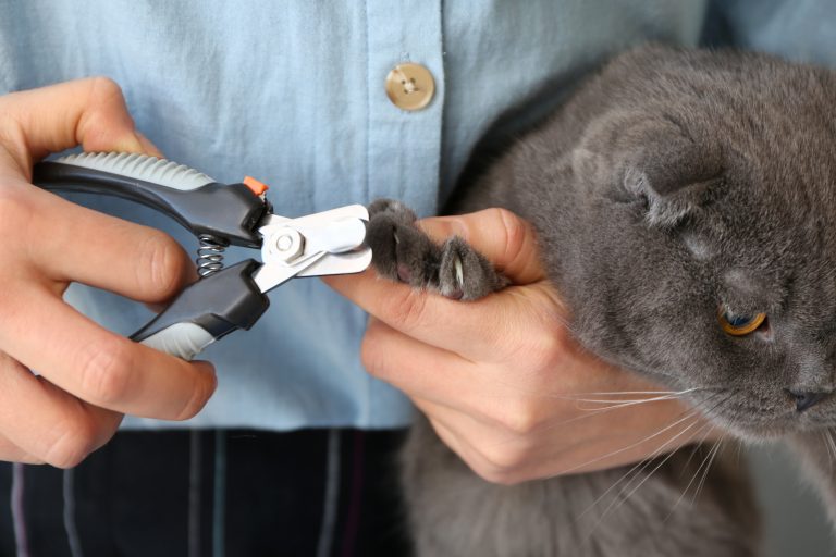 Comment couper les griffes de votre chat ?