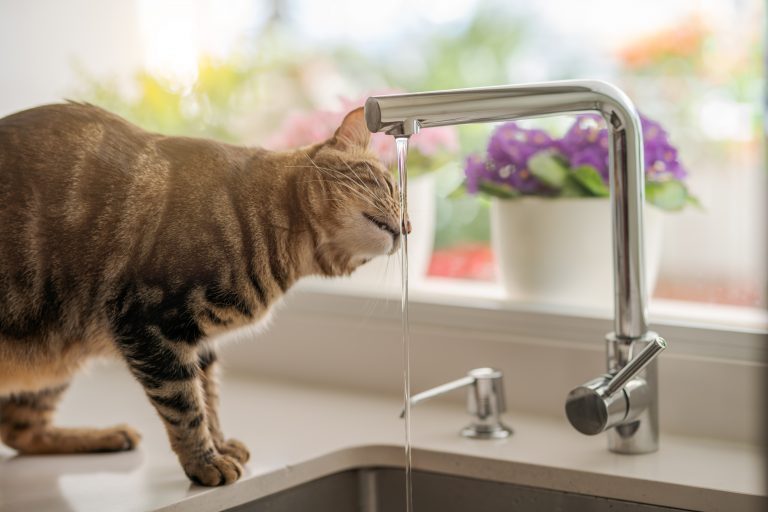 L’importance de l’hydratation chez les chats