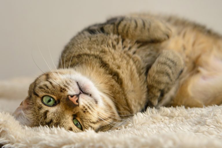 Pourquoi certains chats sont allergiques aux céréales contenues dans leur nourriture ?